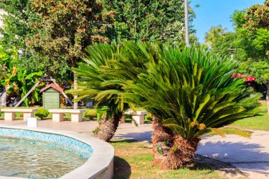 Türkiye 'nin Kemer kentindeki şehir parkında pigme hurma ağaçları (Phoenix roebelenii)