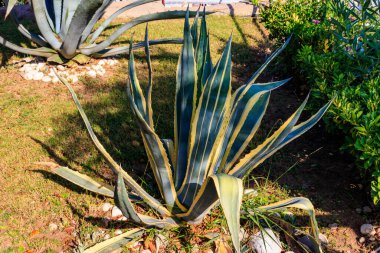 Agave tekilana, yaygın olarak mavi agave (agave azul) veya tekila agave olarak adlandırılır.
