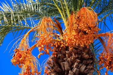 Hurma ağacının meyveleri, sarkmış hurma ağaçlarıyla doludur.