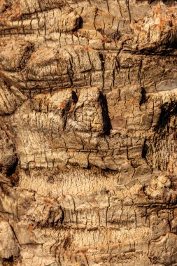 Arkaplan için palmiye ağacı kabuğu dokusu