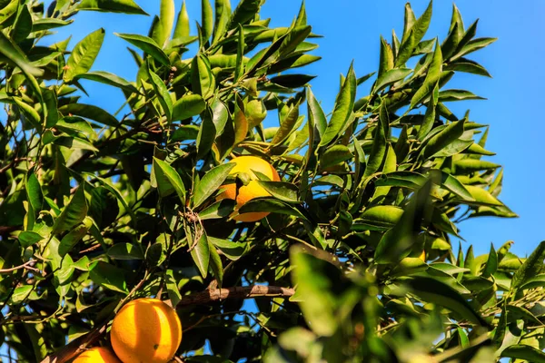 Orange fruits hanging on tree branches in the garden