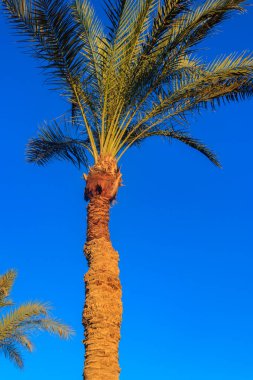 Mavi gökyüzü arka planında palmiye ağacı