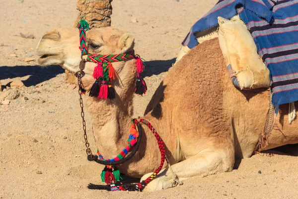 Cammello Nel Deserto Primo Piano — Foto Stock