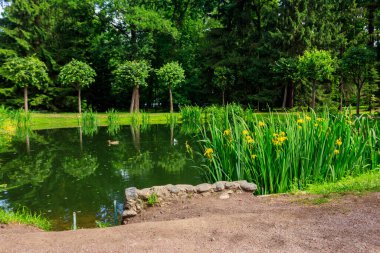 Peterhof 'un aşağı parkındaki küçük güzel gölet St. Petersburg, Rusya