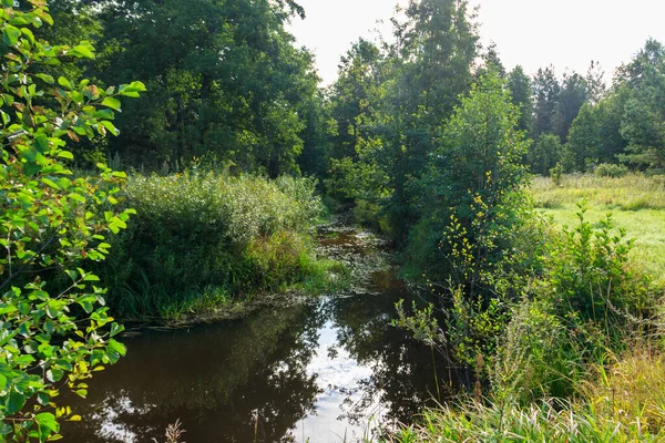 Μικρό Ποτάμι Ένα Καταπράσινο Δάσος — Φωτογραφία Αρχείου