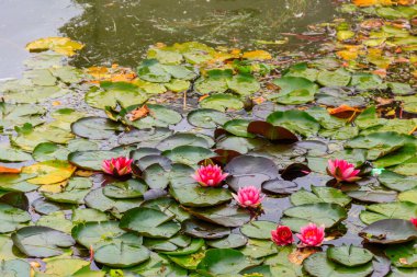Gölde pembe nilüferler (Nymphaea)