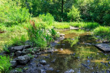Yazın yeşil ormanda küçük bir nehir.