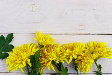Beyaz ahşap arka planda sarı kasımpatılar. Üst görünüm, alanı kopyala