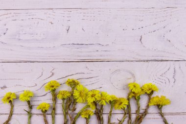 Beyaz ahşap arka planda Coltsfoot (Tussilago farfara) çiçekleri. Üst görünüm, alanı kopyala