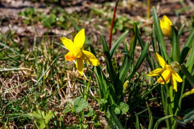Bahçedeki sarı nergis çiçekleri. Çiçek tarhında güzel narsisler