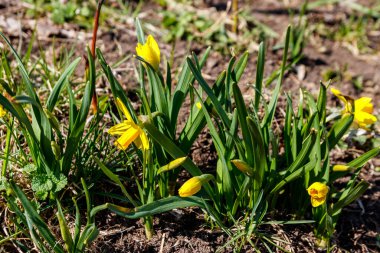 Bahçedeki sarı nergis çiçekleri. Çiçek tarhında güzel narsisler