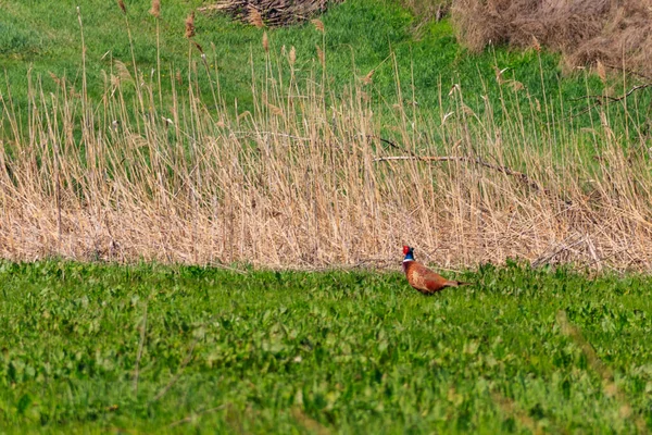 Pheasant Green Grass Meadow — Stock Photo, Image