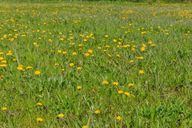 Baharda yeşil çayır sarı karahindiba ile kaplanır.