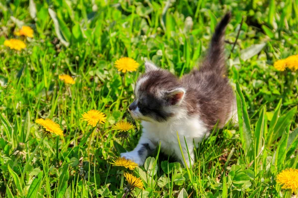 Malé Koťátko Žlutých Pampeliškách Mladá Kočka Zelené Louce — Stock fotografie