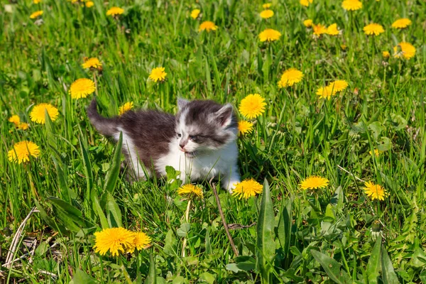 Маленький Котёнок Жёлтых Цветах Одуванчика Молодой Кот Зеленом Лугу — стоковое фото
