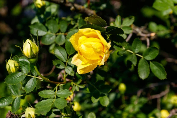 Schöner Strauch Gelber Rosen Garten — Stockfoto