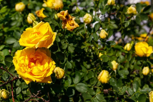 Schöner Strauch Gelber Rosen Garten — Stockfoto