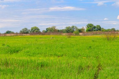Yeşil çayır, gökyüzü ve ağaçlarla kaplı bahar manzarası