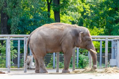 Hint filinin portresi (Elephas maximus indicus)