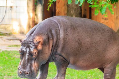 Yaygın su aygırı (Hippopotamus amfibi) veya su aygırı