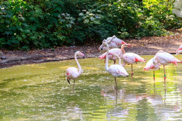 Větší Flamingo Phoenicopterus Roseus Nejrozšířenější Druh Čeledi Flamingo — Stock fotografie