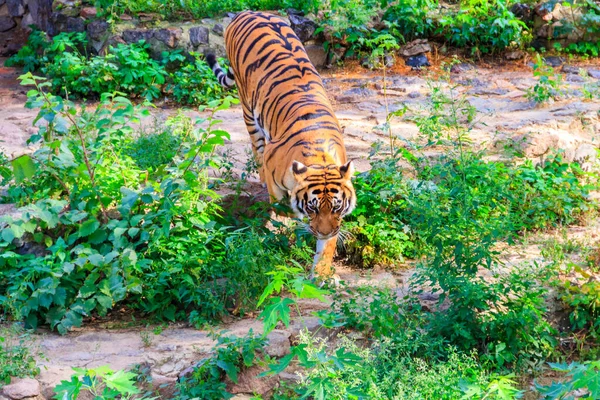 Porträt Eines Tigers Panthera Tigris — Stockfoto