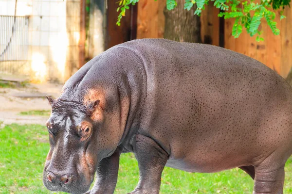 Hroch Obecný Hippopotamus Amphibius Nebo Hroch — Stock fotografie