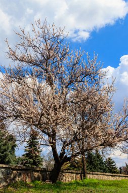 Baharda parkta çiçek açan kayısı ağacı.