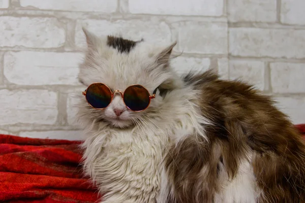 Portret Van Een Mooie Schattige Pluizige Kat Met Een Zonnebril — Stockfoto