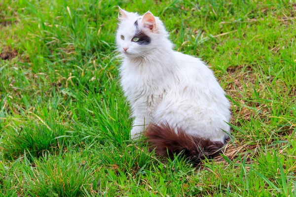 かわいい猫で緑の草の上に草原 — ストック写真