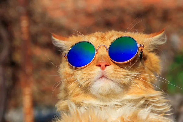 Retrato Hermoso Gato Pelirrojo Esponjoso Lindo Con Gafas Sol —  Fotos de Stock