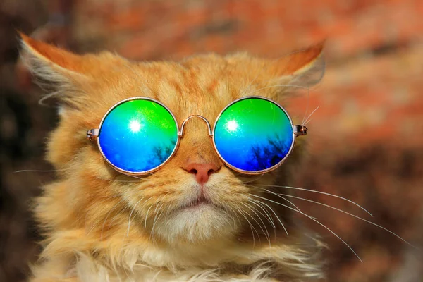 Retrato Hermoso Gato Pelirrojo Esponjoso Lindo Con Gafas Sol — Foto de Stock