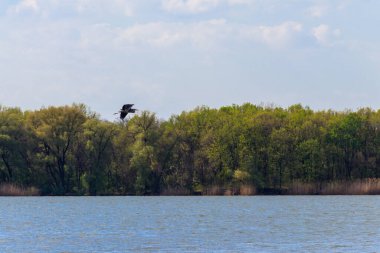 Gri balıkçıl (Ardea cinerea) bir nehrin üzerinde uçar