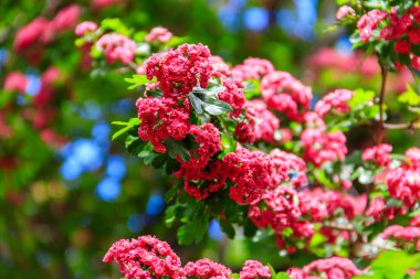 İlkbaharda Hawthorn 'un güzel pembe çiçeği