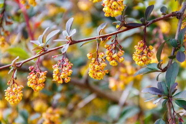 松柏树 Berberis Thunbergii 的黄色开花植物 也被称为日本越橘 或红色越橘 公园里开着黄花的桑树灌木 — 图库照片