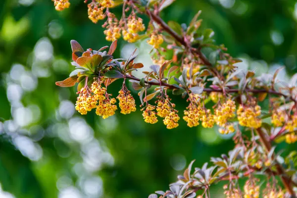 松柏树 Berberis Thunbergii 的黄色开花植物 也被称为日本越橘 或红色越橘 公园里开着黄花的桑树灌木 — 图库照片