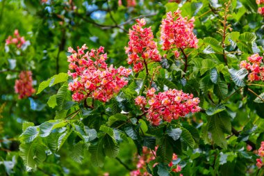 Baharda açan kırmızı at kestanesi (Aesculus carnea)