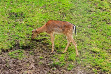 Genç geyik yeşil bir çayırda otluyor.