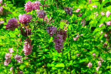 Pembe çiçek açan Robinia hispida. Tüylü çekirge, gül akasyası ya da yosun çekirgesi olarak bilinir.