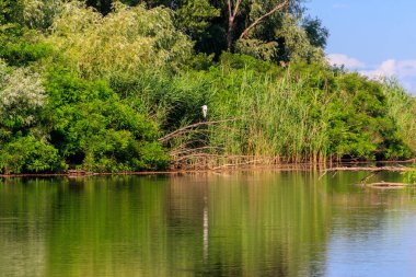 Nehrin kıyısındaki bir ağaç dalında duran büyük balıkçıl.