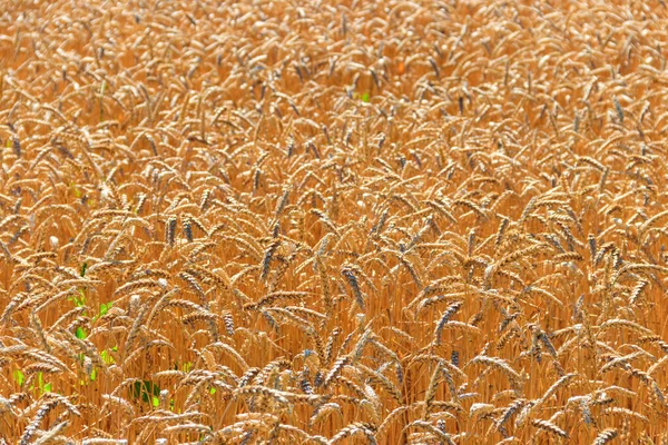 Pole Zralá Zlatá Pšenice Zblízka — Stock fotografie