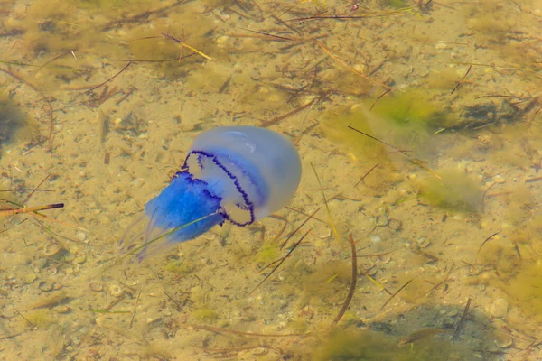 Rhizostoma pulmo, varil denizanası, çöp kapağı denizanası ya da fırfırlı ağızlı denizanası olarak bilinir.