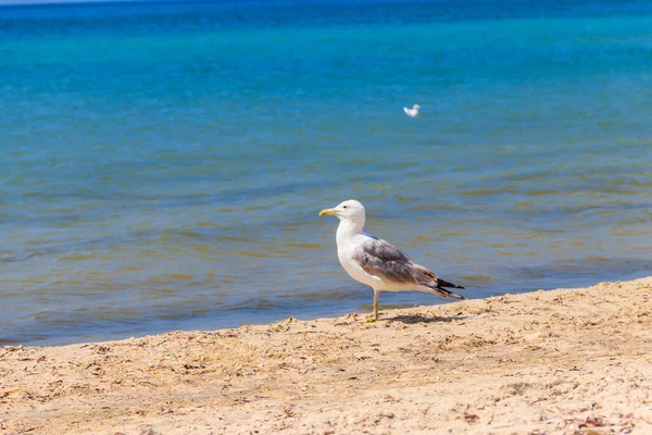 Gaviota Una Playa Arena Del Mar Negro — Foto de Stock