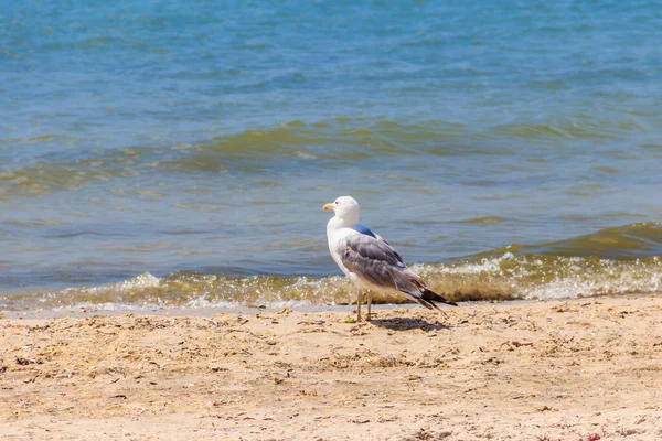 Seagull Sandy Beach Black Sea — Stock Photo, Image