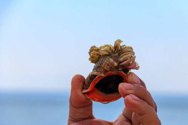 Man's hand holding a live rapana in shell on a background of a sea