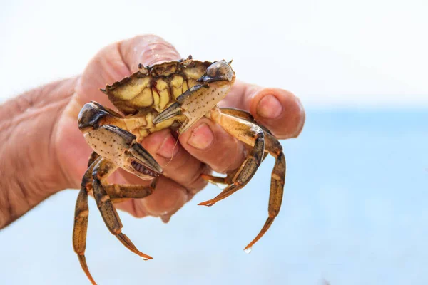 Kepiting Hidup Tangan Laki Laki — Stok Foto