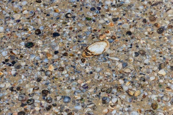 海贝壳的背景 — 图库照片