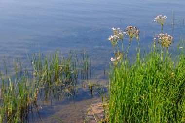 Nehir kıyısında Çiçekli Hücum (Butomus umbellatus)