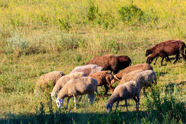 Flock Sheep Grazing Green Meadow — Stock Photo, Image