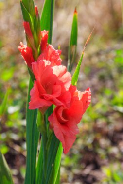 Bahçedeki güzel gladiolus çiçeği